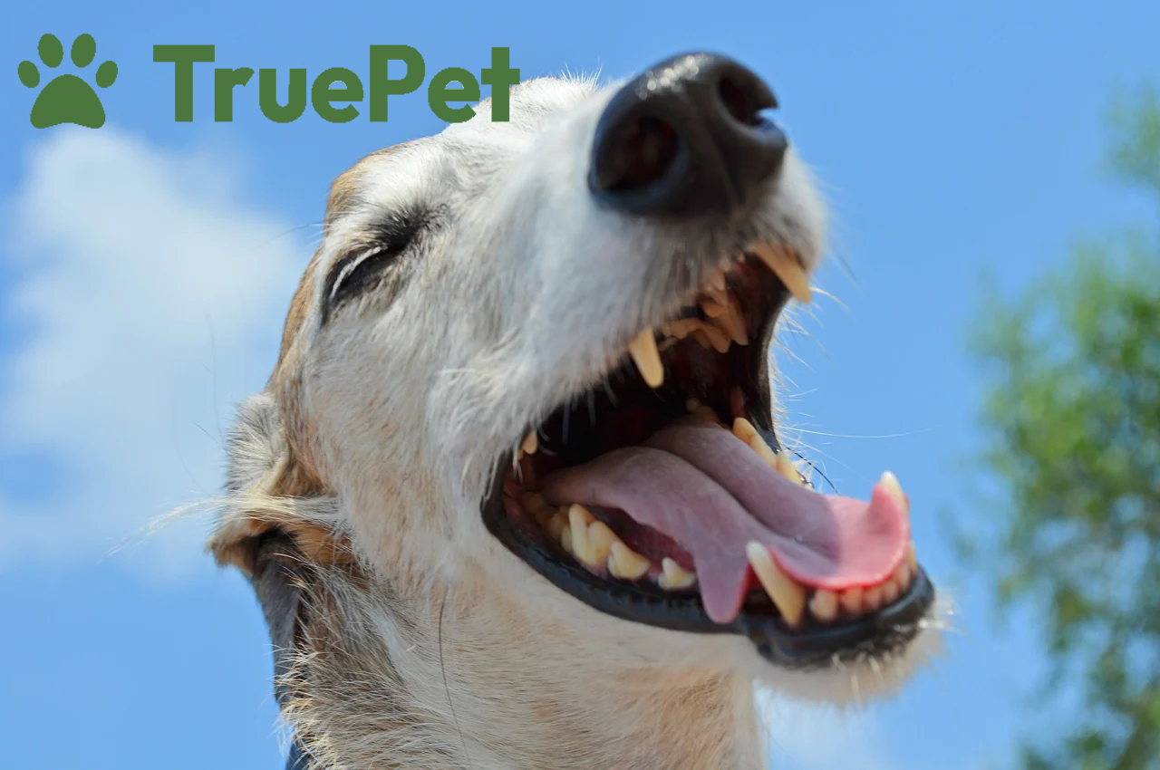 Healthy TruePet Lifestyle